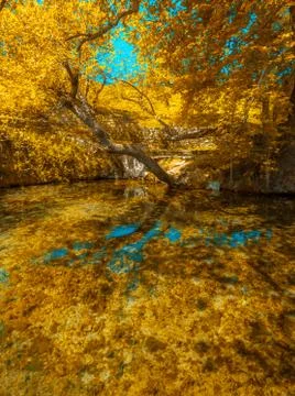 Autunm trees Stock Photos