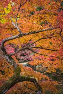 Autunm trees Stock Photos