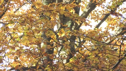 Autunno a roncobello quattro Stock Footage 236436216