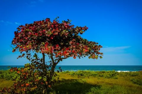 Auutmn Tree Stock-Fotos