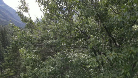 Avalanche Creek Logans Pass Going to the Sun Road Glacier National Park P4 o Stock Footage 160071062