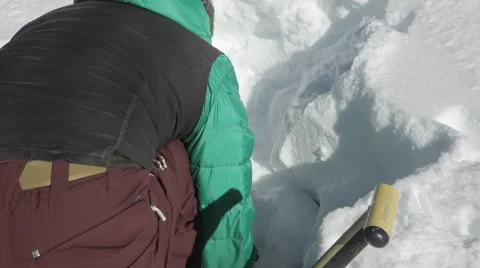 Avalanche dog digging test Stock Footage 46154383