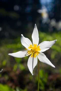 Avalanche Lily Stock Photos
