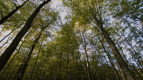 Avalonia Forest Autumn Sequence Stock Footage 119111622
