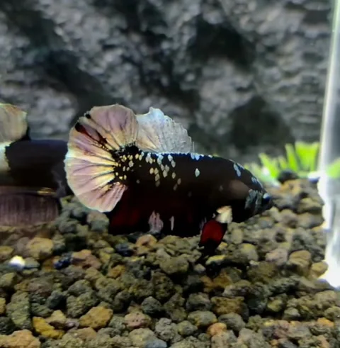 Avatar cooper betta fish Stock-Footage 231226134