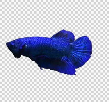 Avatar gordon Foto stock