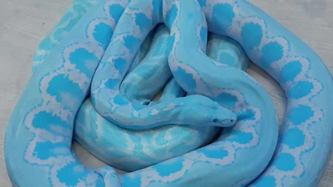 Avatar Snake Video stock 246798599