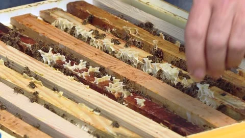 AVc000256. The beekeeper gets a frame with honeycombs. Stock Footage 93848363