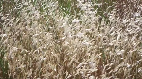 Avena fatua, wild oat Stock Footage 40341185