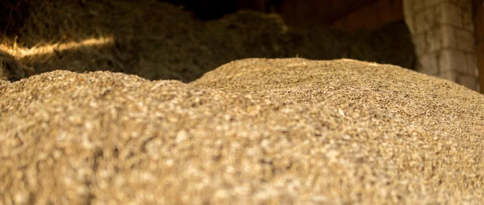 Avena grain Foto stock