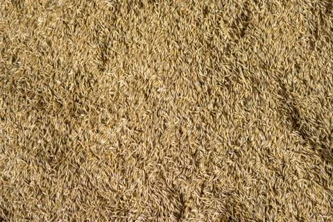 Avena grain Stock Photos