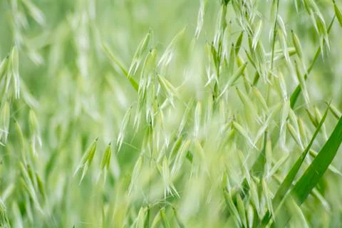 Avena green field Stock Photos