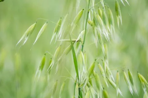 Avena green field Stock Photos
