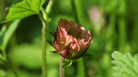 Avens - Geum rival Stock-Footage 23633681