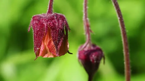 Avens - macro Stock-Footage 23631917