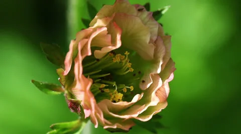 Avens - top view Stock-Footage 23631657