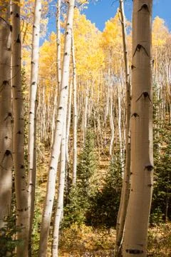 Avenue of aspens Stock Photos