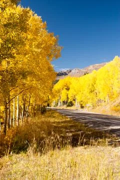 Avenue of aspens Stock Photos