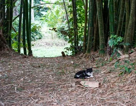 Avenue with bamboo Stock Photos