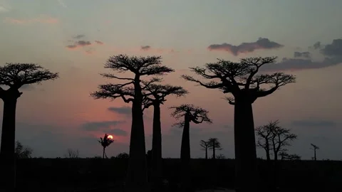 The Avenue of the Baobabs, sunset, Morondava, Madagascar Stock Footage 221961632