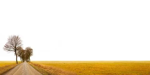 Avenue with bare trees Stock Photos
