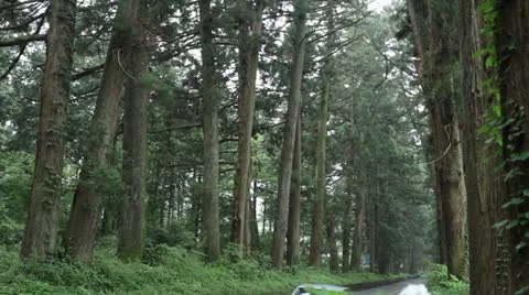 Avenue of cedars Stock Footage 11671800