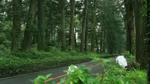 Avenue of cedars Stock Footage 11671866