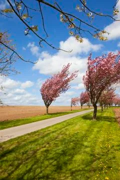 Avenue of cherry trees Stock Photos
