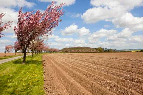 Avenue of cherry trees with potato rows Stock Photos