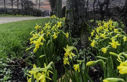 An avenue of daffodils in bloom Stock Photos