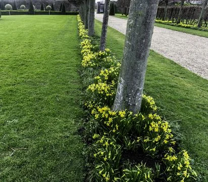 An avenue of daffodils in bloom Stock Photos