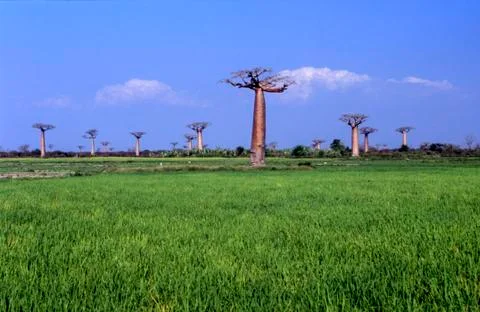 Avenue du Baobab Stock Photos