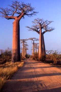 Avenue du Baobab Stock Photos