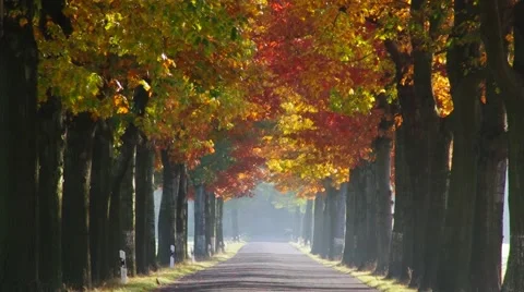 Avenue in fall Vídeos de archivo 49206885