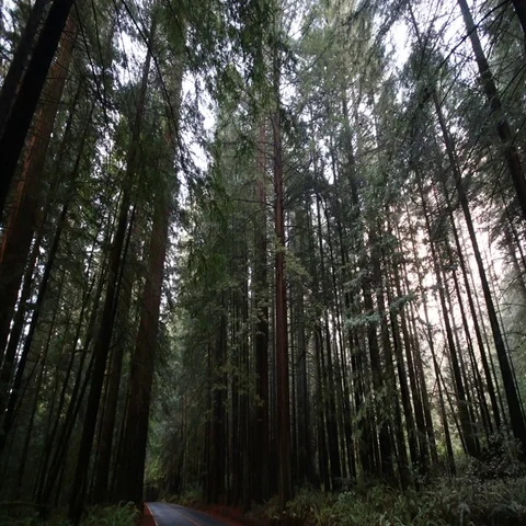Avenue of the Giants Mist Stock Footage 69507697
