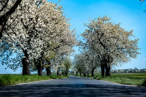 Avenue of large white blooming fruit trees growing along an empty asphalt road Фото