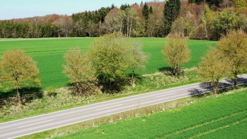 An avenue leads into the forest Stock Footage 114653800