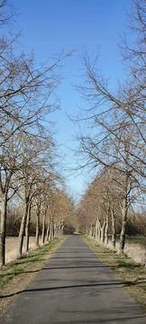 An avenue of leafless trees under a blue sky Stock Photos