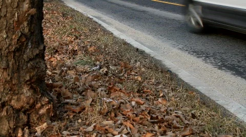 Avenue lined with poplar trees and fallen leaves - HD 1920 X 1080 Stock Footage