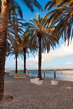 Avenue from palm trees Stock Photos