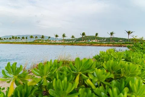 Avenue of palm trees. 스톡 사진