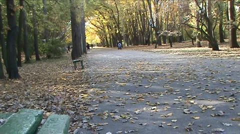 An avenue is in a park 스톡 동영상 912061