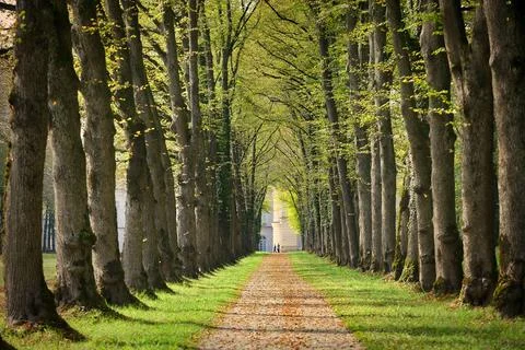 Avenue path chiemsee walk Stock Photos
