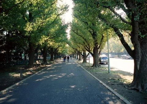 Avenue Stock Photos