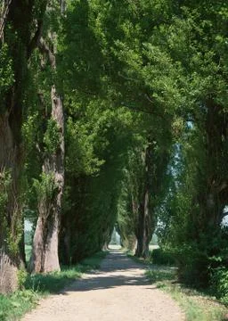 Avenue Stock Photos