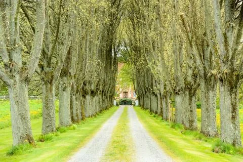 Avenue Stock Photos