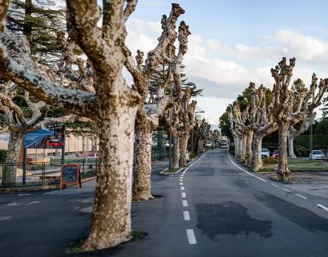 Avenue of plane trees in Menaggio. Como, Italy Foto stock
