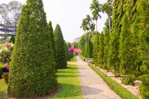 Avenue of pyramid trees Stock Photos