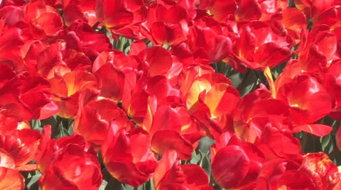 Avenue of  red tulips. Stock Footage 27078834