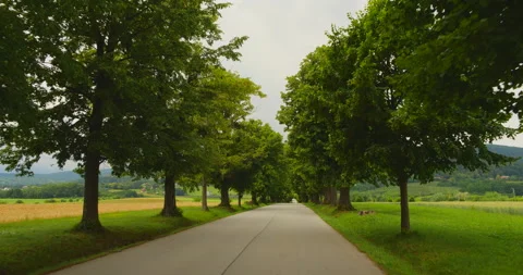 Avenue of trees by asphalt road Stock Footage 144480052